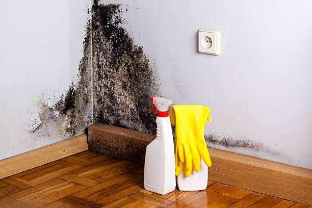 Best Black Mold Remediation in Chesterfield, IN